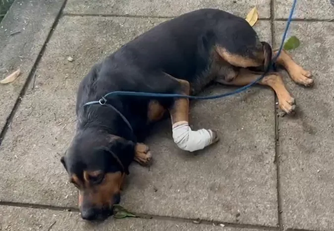 'SOBERANIA' DO 'NARCO-ESTADO' - Cães são baleados em favelas do RJ após serem ‘jurados de morte’ por traficantes
