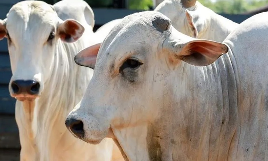 3º MAIOR REBANHO DO BRASIL - Porto Velho se consolida como potência pecuária com quase 1,8 milhão de cabeças de gado 

