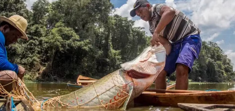 Pesca de pirarucu é proibida por três anos em área quilombola para preservar espécie no Amapá