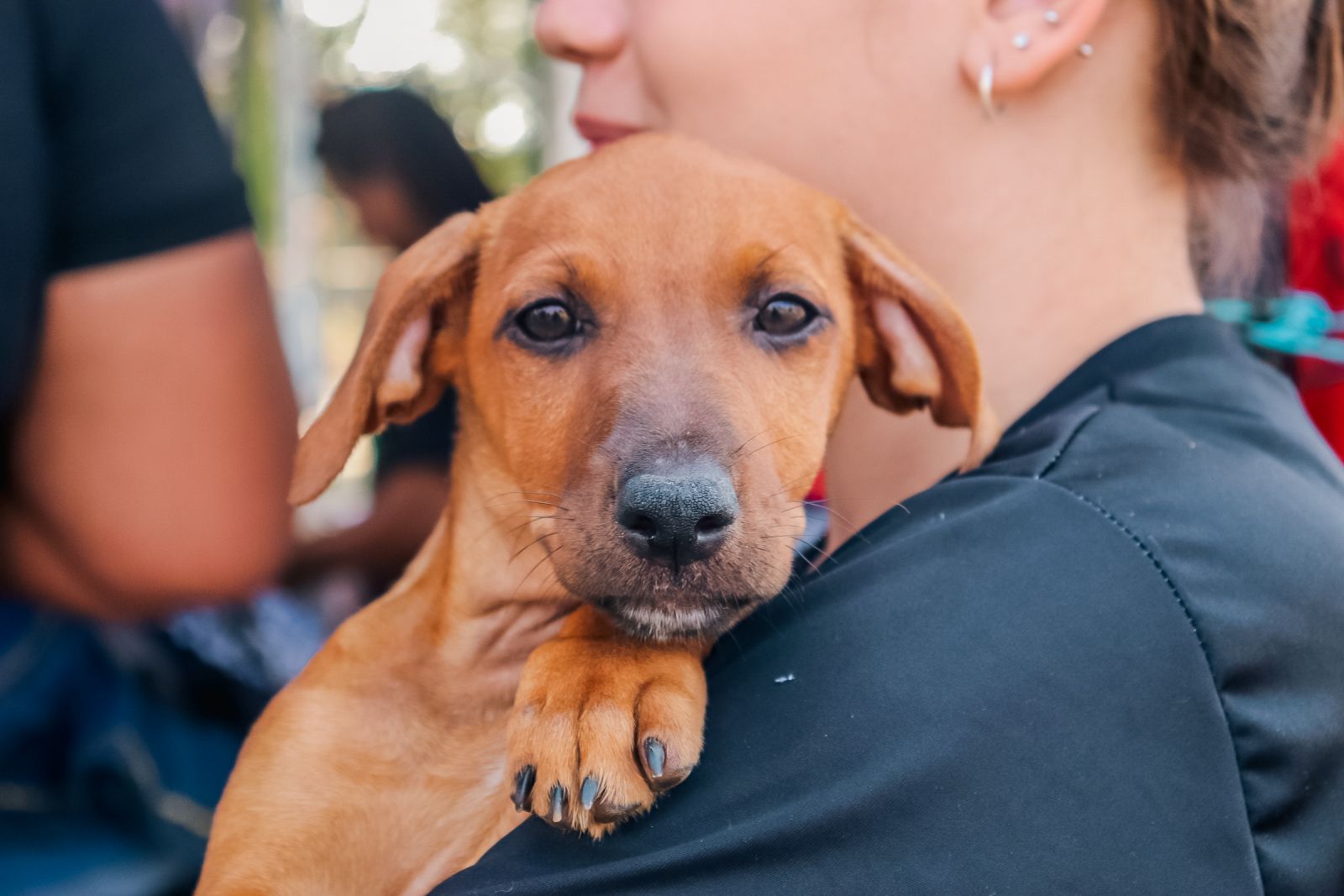 Prefeitura inaugura primeira clínica veterinária gratuita nesta quarta (29)