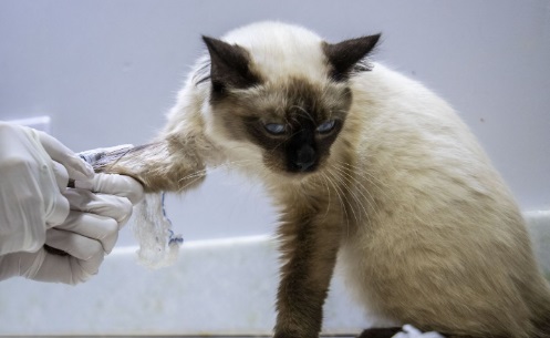 BEM-ESTAR ANIMAL - Porto Velho inaugura primeira clínica veterinária pública hoje (29)