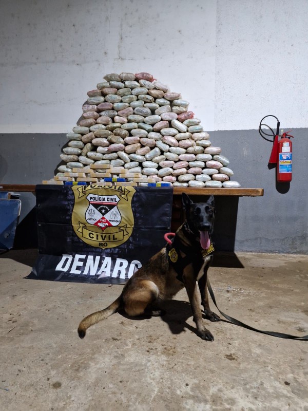 MUITA DROGA - Denarc apreende mais de 150 kg de drogas e armas em operação com apoio de cães