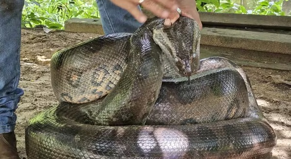 Quatro metros de força bruta e ataque silencioso deslizava no Bairro Três Marias em Porto Velho; bombeiros agiram