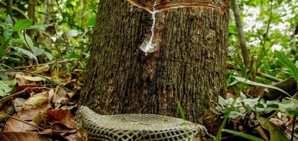Do incentivo do Banco da Borracha à presença da VERT, seringal nativo 
rondoniense"ressuscita" sem apoio