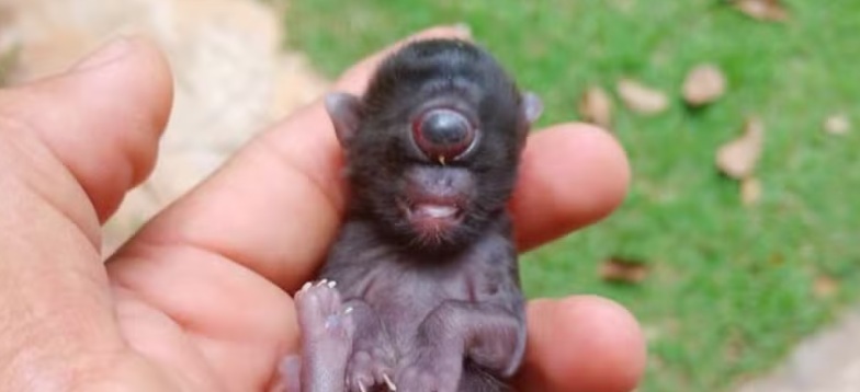 'Gato ciclope': filhote nasce com um olho só em Rondônia