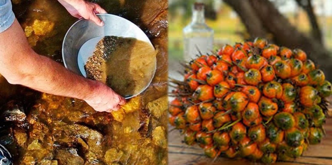 Ouro e dendê: a expansão criminosa do narco-estado-terrorista expande negócio e domina a Amazônia