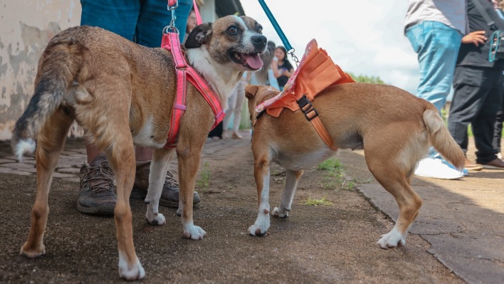 Programa Castra + atende cães e gatos gratuitamente em Cacoal