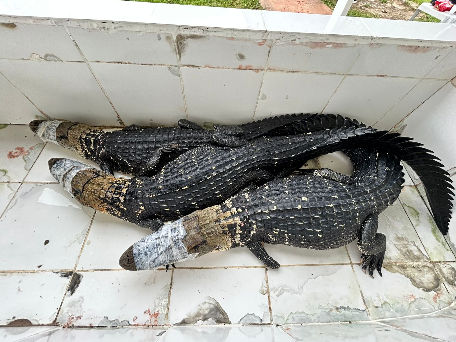 Abate teste liberado pelo ICMBio para exposição destaca manejo sustentável de jacarés