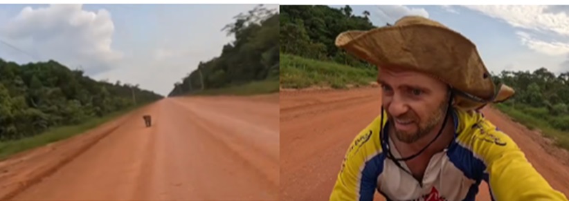 Ciclista estrangeiro dá de cara com onça na BR-319, tenta assustar e perseguido; ASSISTA