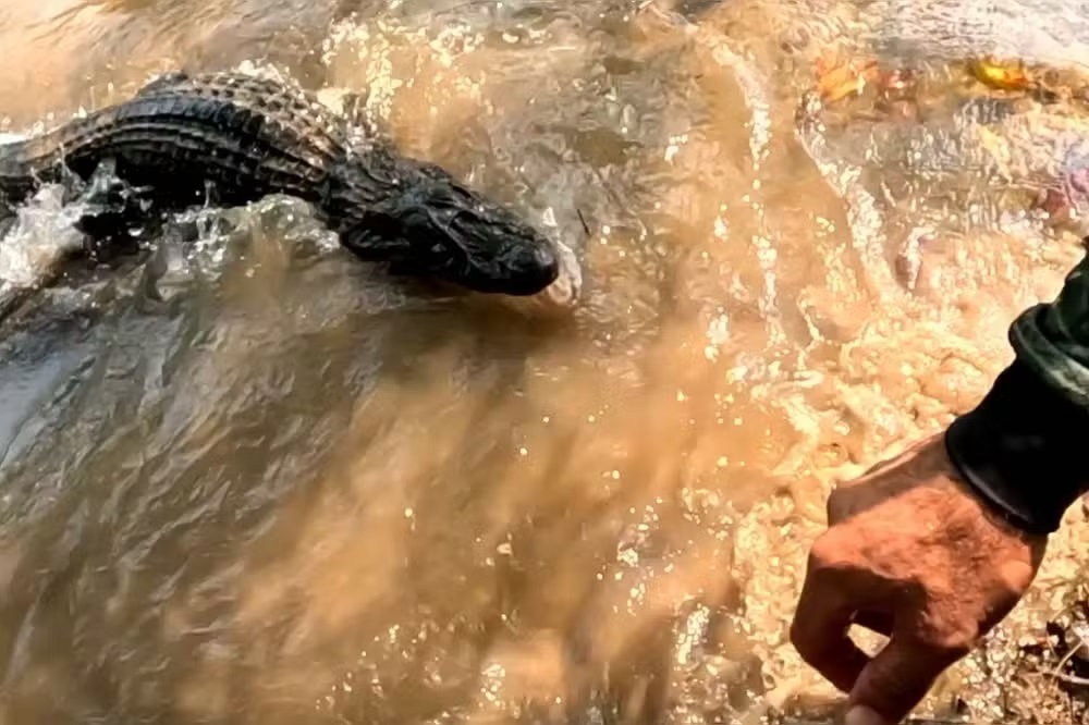 Pescador quase é mordido por jacaré ao tentar salvar amigo de ataque