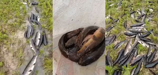 CENTENAS DE PEIXES FICAM ENCALHADOS APÓS RIO TRANSBORDAR E SECAR RAPIDAMENTE EM RONDÔNIA