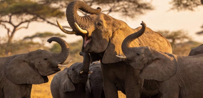 A descoberta revolucionária de que os elefantes usam nomes para chamar uns aos outros