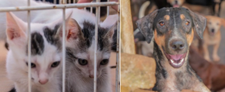 Animais desnutridos são resgatados e tutor é preso por maus-tratos; essa conduta é crime