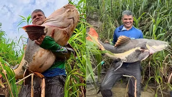 EMOÇÃO NA LINHA - Pescador fisga Pirarara gigante no Rio Madeira, em Porto Velho