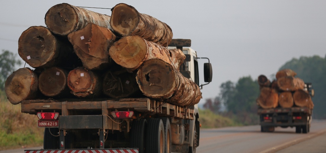 PF, PMRO e Funai prendem homem por transporte ilegal de madeira em Rondônia