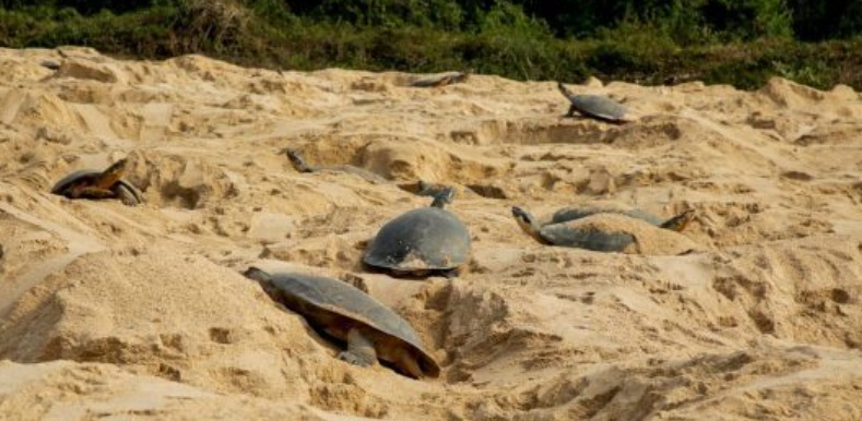 Cheia do rio Guaporé causa de morte de filhotes de tartarugas em Rondônia