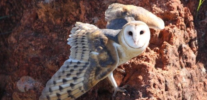Por que a coruja rasga-mortalha é temida por seu canto?
