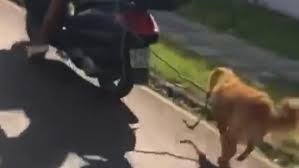 Homem é preso em Vilhena após ser flagrado arrastando cachorro amarrado a moto