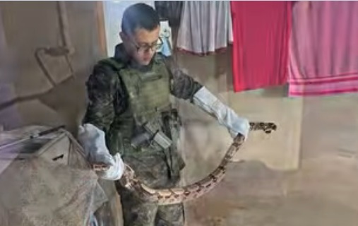 PM Ambiental resgata serpente em área urbana de Alta Floresta D’Oeste