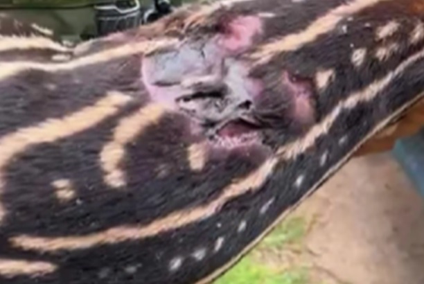 Polícia Ambiental resgata filhote de anta ferida na zona rural do Vale do Anari; VEJA O VÍDEO