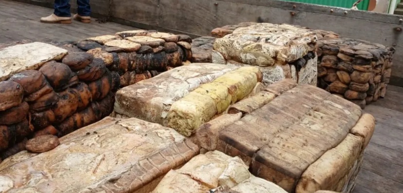 Comercialização de borracha impulsiona extrativismo sustentável em Rondônia; Veja mais