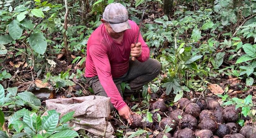 Castanha-da-Amazônia fortalece economia durante a safra 2026 nas Reservas Extrativistas de Rondônia