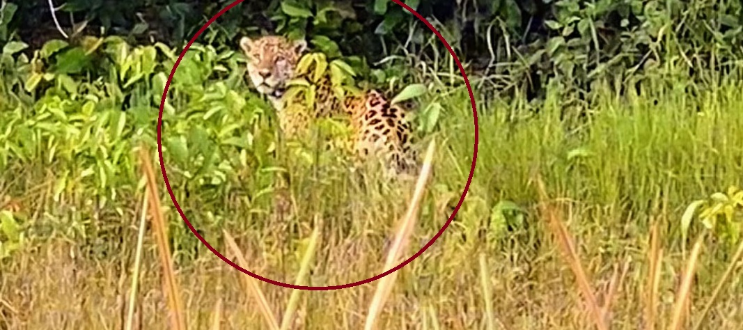 De encontro com a onça