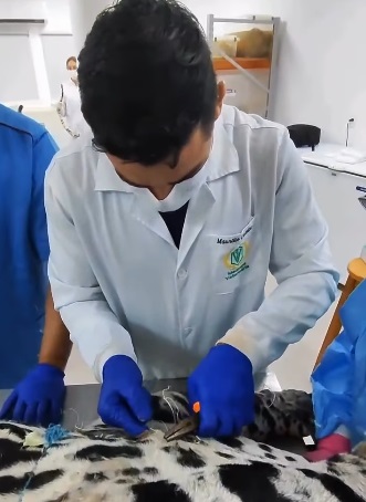 Polícia Ambiental reforça educação ambiental com curso de taxidermia em Vilhena; veja o vídeo