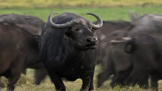 Começou dia 16 e vai até dia 20 o abate de búfalos oriundos da Fazenda Pau D´Óleo; veja