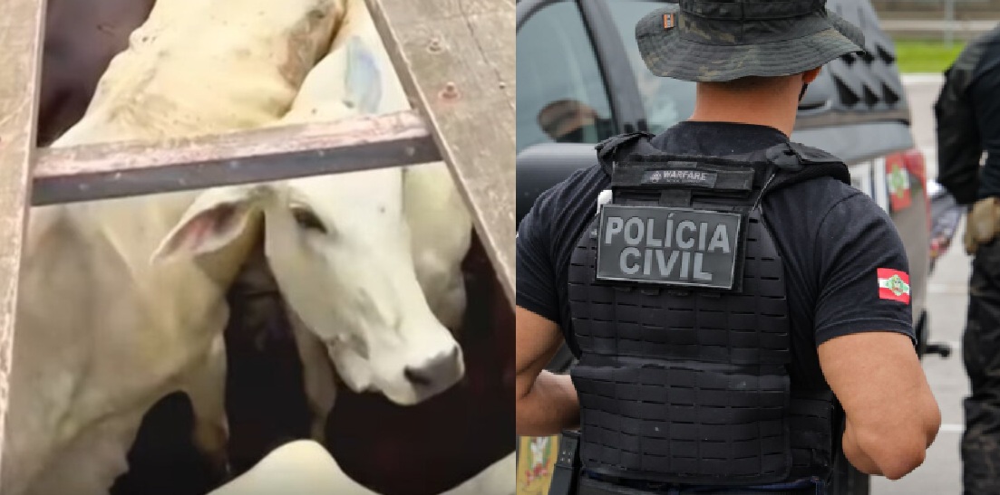 POLÍCIA CIVIL DE RONDÔNIA RECUPERA GADO FURTADO NA REGIÃO DE BURITIS