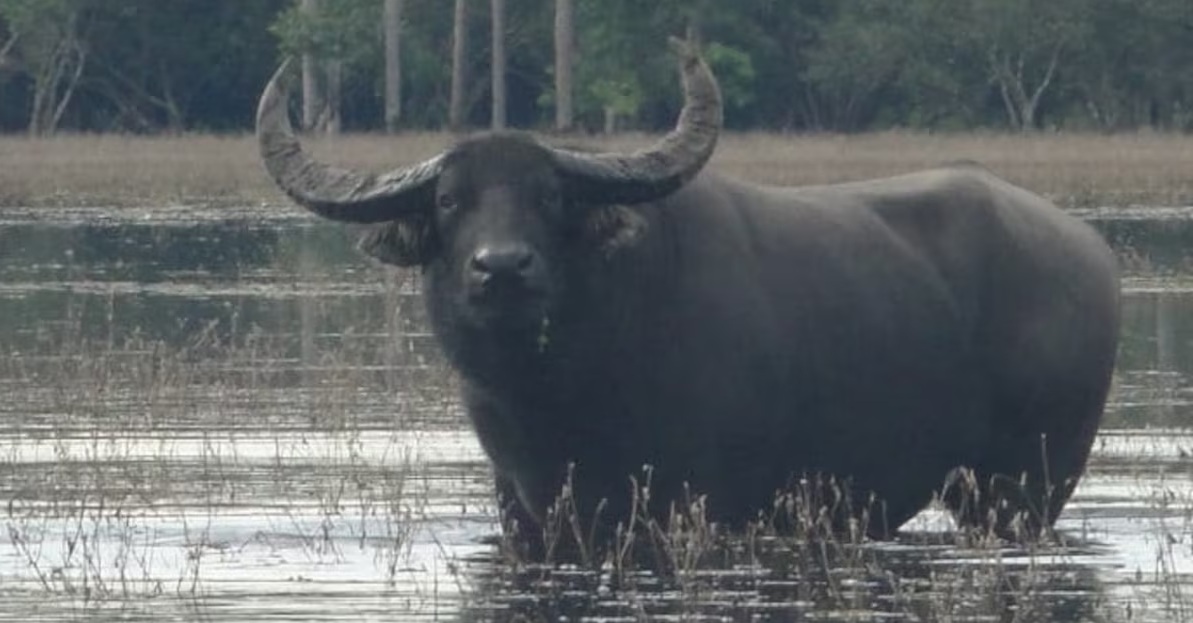 Zé Prefeito cobra respostas sobre situação na Fazenda Pau D’Óleo em Rondônia
﻿﻿