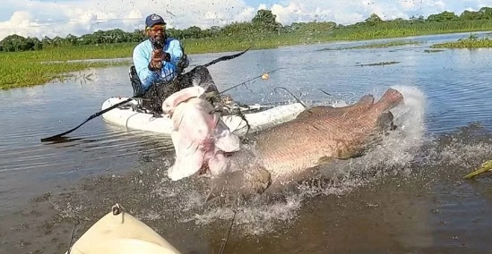 Pirarucu: peixe exótico no DF chegou ao Lago Paranoá em ação ilegal