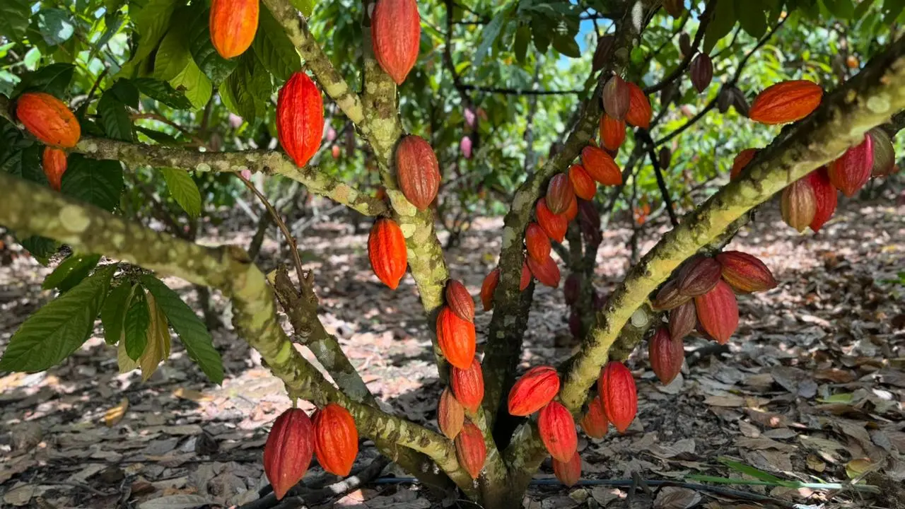 Início da Colheita do Cacau em Rondônia acontece em Jaru nesta sexta-feira, 27