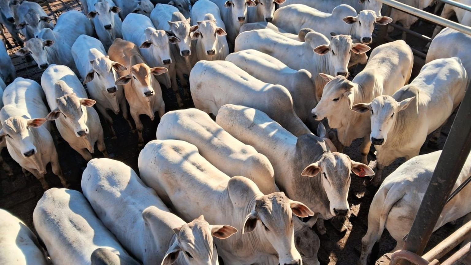 Boiada roubada em Buritis foi localizada e recuperada em 2 dias pela Polícia Civil; veja o vídeo