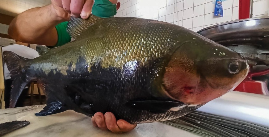 Eyder Brasil apoia 3º Festival Peixes da Amazônia em Porto Velho