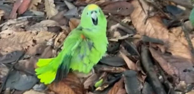 'BEBUM' SOB OBSERVAÇÃO - Papagaio comeu cacau fermentado em Rondônia e ficou 'bêbado' sem conseguir voar
