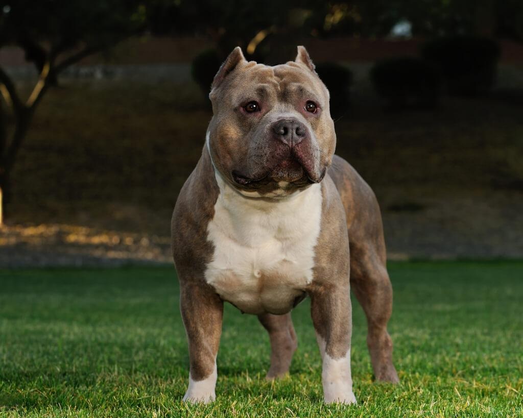 Ladrão invade quintal durante fuga e acaba atacado por pitbulls em Porto Velho