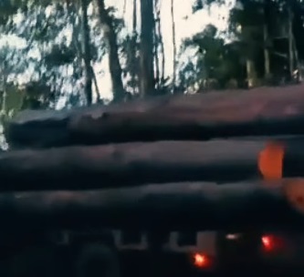 Batalhão de Polícia Ambiental flagrou retirada ilegal de madeira na região do distrito de Triunfo