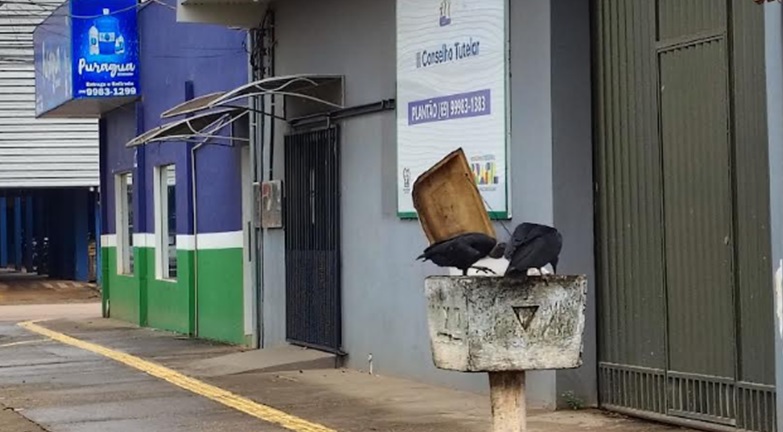 Crise do lixo expõe tapurus, urubus e risco sanitário em bairros de Porto Velho