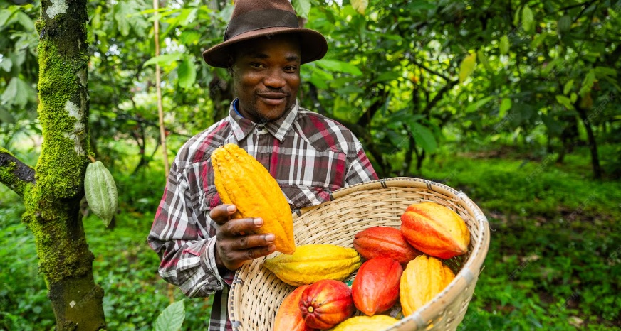 Câmara aprova barreira contra cacau africano e reforça proteção aos produtores brasileiros