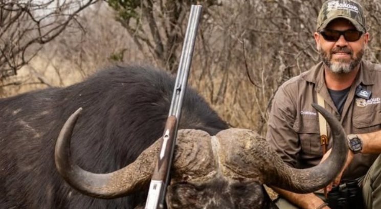 Voltou a ser autorizado o abate de búfalos em fazenda do estado e áreas protegidas
