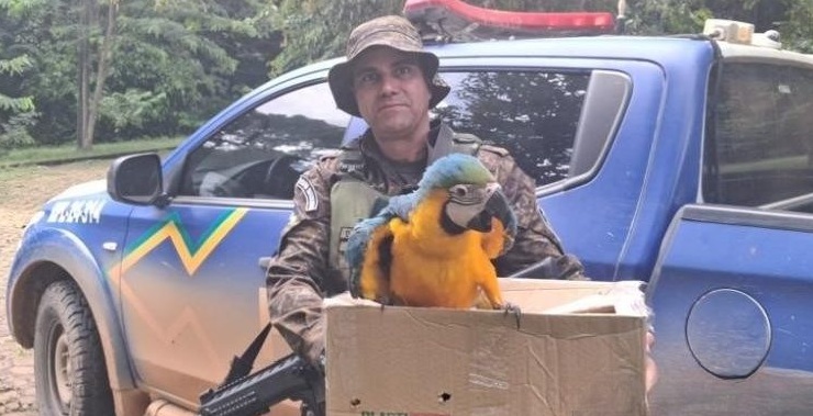 Batalhão de Polícia Ambiental resgata arara-canindé ferida e realiza encaminhamento ao CETAS em Rondônia