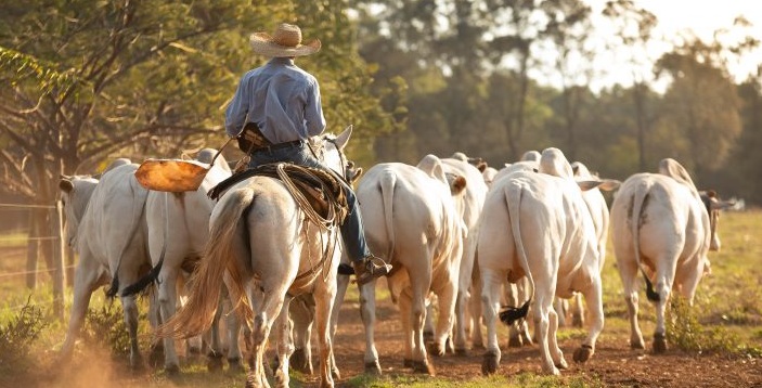 Pecuarista ambiciosos caíram no 'Golpe do gado' e PC desmonta o esquema: bois entregues a ladrões em RO