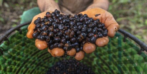 BIOECONOMIA E FLORESTA EM PÉ - Acordo entre União Europeia e Mercosul pode transformar economia da Amazônia, avalia embaixadora


