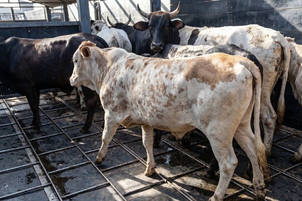 LADRÕES DE GADO - Polícia Civil recupera 17 cabeças de gado furtadas e conduz suspeito em Espigão d’Oeste
