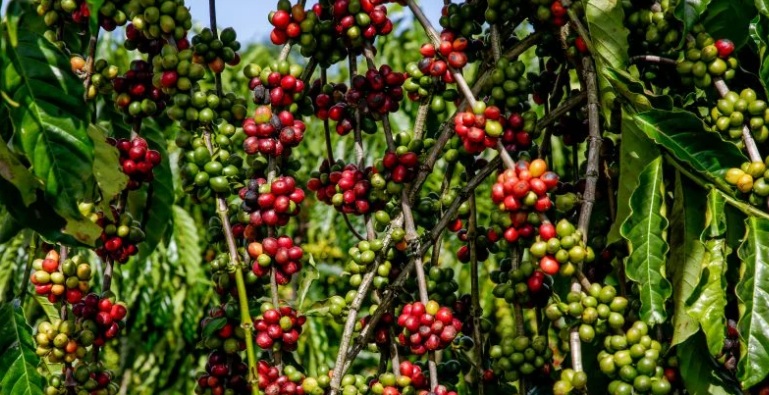 Café da Amazônia vira fenômeno e muda Rondônia