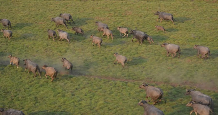 Manada de búfalos está sendo dizimada como 'invasora' ambiental; errado: governo trouxe e abandonou