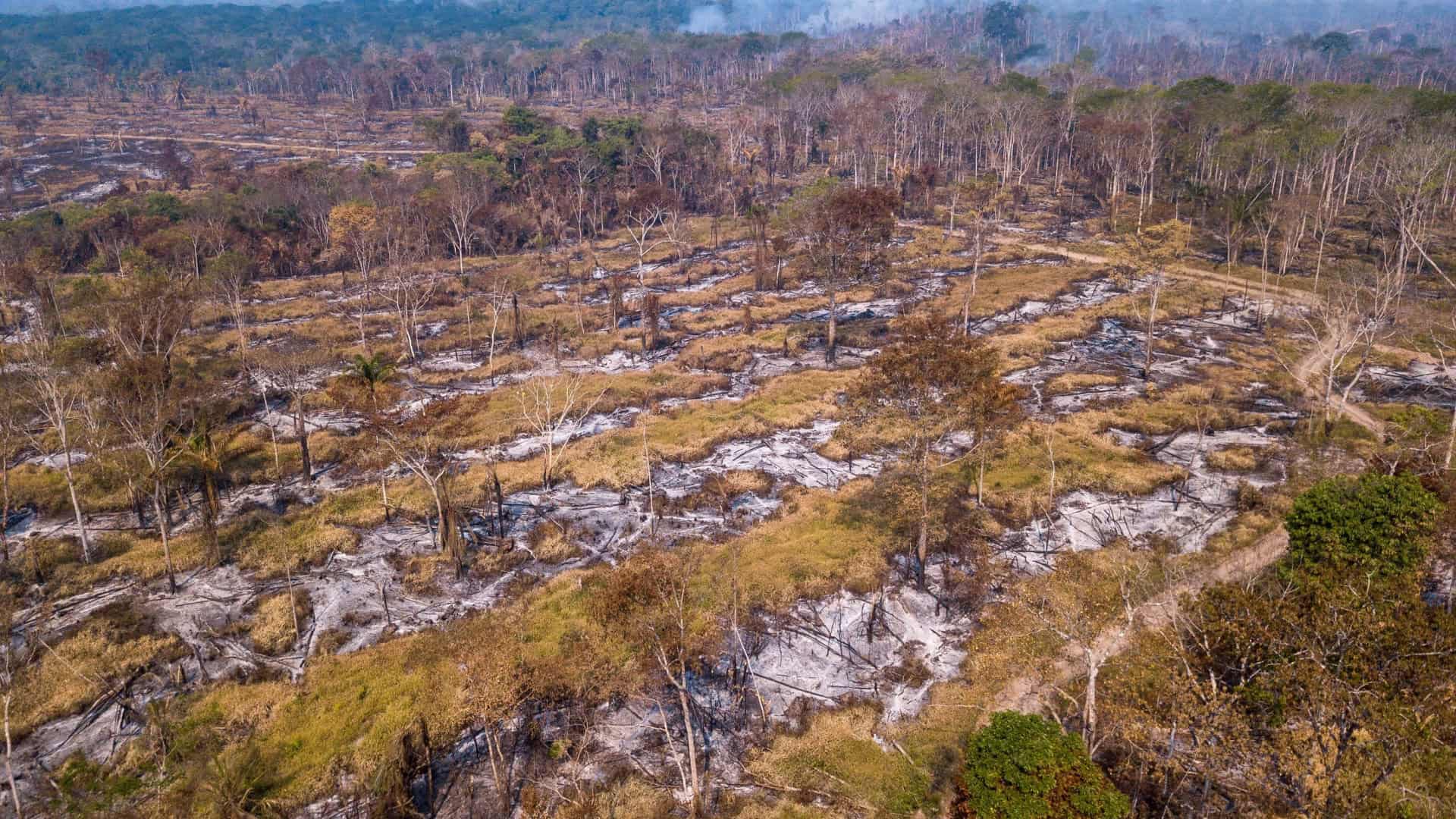Desmatamento no Brasil cai 20,6% em 2025 e fica abaixo de 1 milhão de hectares pela primeira vez desde 2019