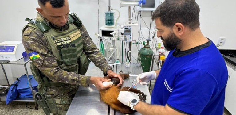 Polícia Ambiental resgata macaco bugio e filhote após suspeita de choque elétrico
