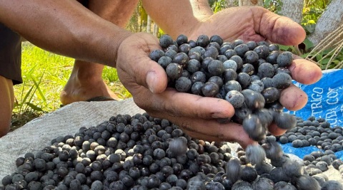 SUPERFRUTAS - Açaí, o 'ouro roxo', um tesouro na Amazônia 
